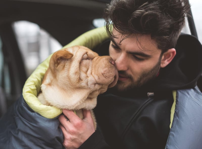 Another obvious sign of love is that tail wagging so hard it's a blur. It's a sign that they are happy - often because they are with their favourite person in the world.
