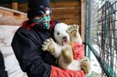 Bear with me... the three-month-old cub tries to wriggle free to play in the snow.