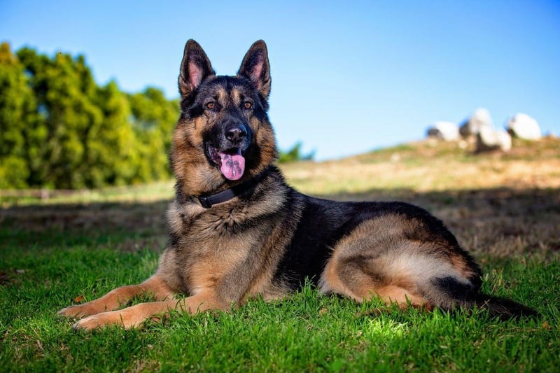 Originally used for herding, nowadays the army, police and search and rescue services all make good use of the German Shepherd's 225 million scent receptors. Unlike some of the other dogs on this list, they mainly use scent held in the air, rather than the ground, to track.
