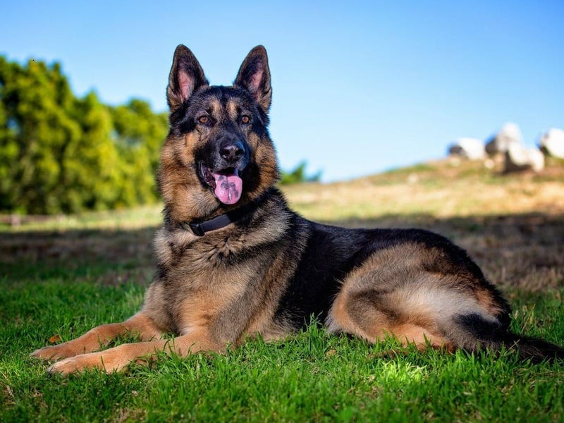Originally used for herding, nowadays the army, police and search and rescue services all make good use of the German Shepherd's 225 million scent receptors. Unlike some of the other dogs on this list, they mainly use scent held in the air, rather than the ground, to track.