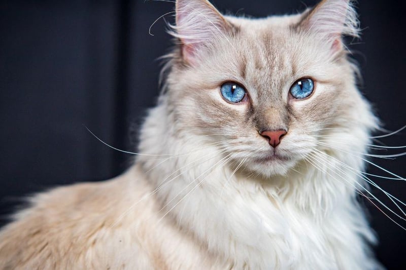 Complete with a stunning coat, the Ragdoll cat breed is gorgeous to look at but also a great fit for elderly owners due to their calm and - often sleepy - temperament.