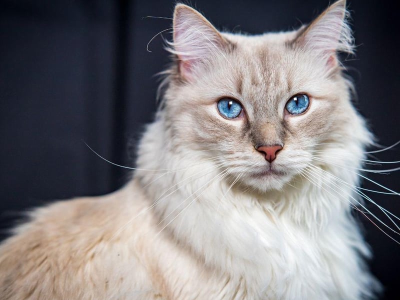 Complete with a stunning coat, the Ragdoll cat breed is gorgeous to look at but also a great fit for elderly owners due to their calm and - often sleepy - temperament.