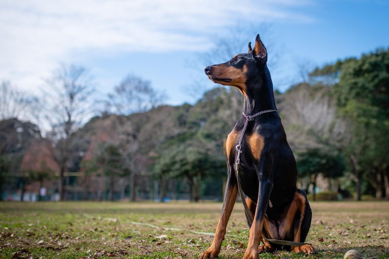 The Doberman Pinscher is a naturally fastidious and neat breed, so toilet training is something that they seem bred for. Most Dobermans will be house broken within a matter of days.