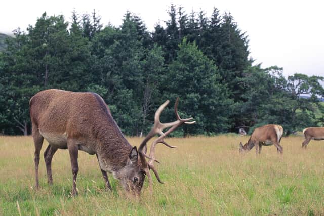 Tighter controls on deer numbers are among 26 priority actions in Scotland's new biodiversity strategy, which sets out plans for restoring nature and halting loss of species from now until 2045. Picture: Lorne Gill/NatureScot
