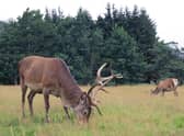 Tighter controls on deer numbers are among 26 priority actions in Scotland's new biodiversity strategy, which sets out plans for restoring nature and halting loss of species from now until 2045. Picture: Lorne Gill/NatureScot