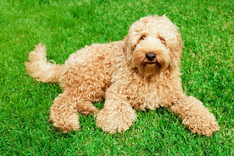 A cross of the UK's favourite dog, the Labrador Retriever, and the Poodle - the Labradoodle combines the former's wonderful personality with the latter's soft, hypoallergenic coat.