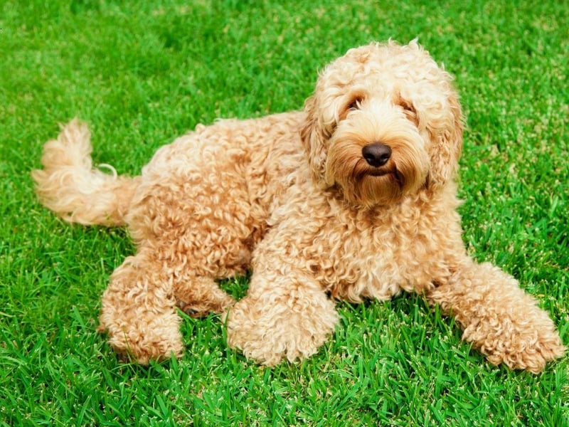 A cross of the UK's favourite dog, the Labrador Retriever, and the Poodle - the Labradoodle combines the former's wonderful personality with the latter's soft, hypoallergenic coat.