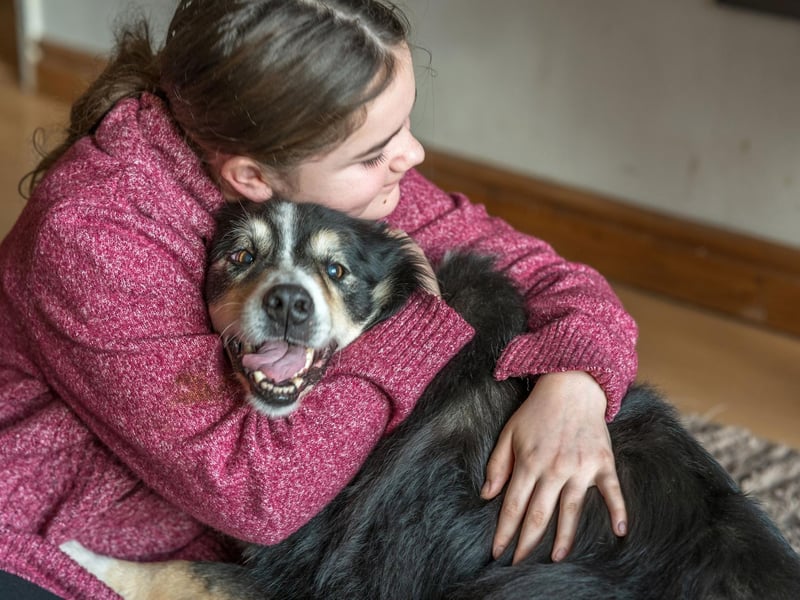 The Border Collie is another breed that make for a superb therapy dog, soothing the stresses of teenage life. They are also very friendly, easy to train and make for incredibly loyal companions.