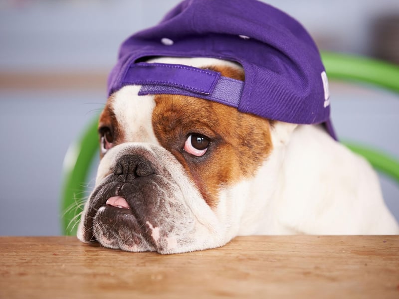 Two American Presidents have kept a Bulldog at the White House - Calvin Coolidge's pet was called Boston Beans, while Warren Harding's was named Oh Boy.