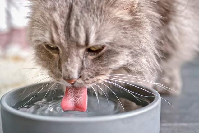 A sure fire way to ensure your cat has plenty hydration is to place numerous bowls of water around the house, meaning they are able to drink around the house all day.