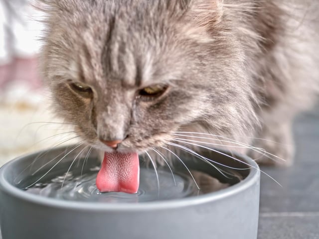 A sure fire way to ensure your cat has plenty hydration is to place numerous bowls of water around the house, meaning they are able to drink around the house all day.