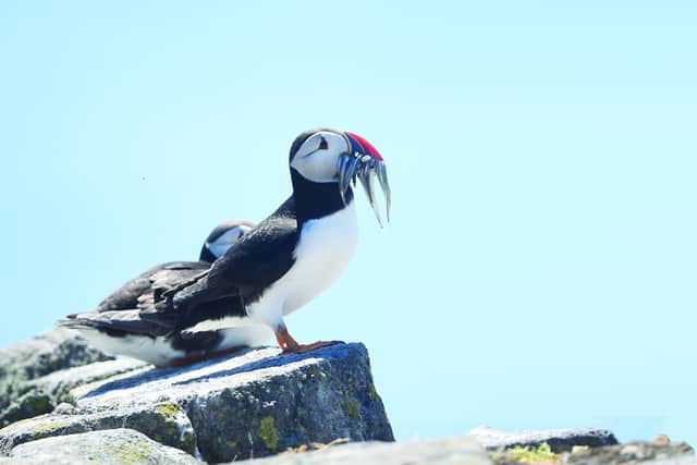 Puffin with sand eel by Greg Mcvean