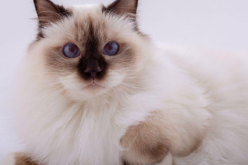 Laid back to the point it is almost horizontal, the Birman is a friendly cat breed that is very relaxed and happy to be around their owners.