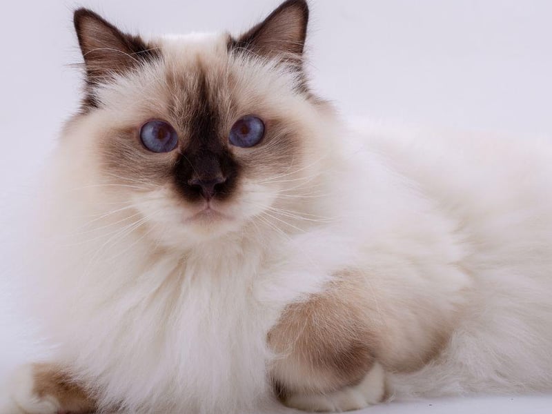Laid back to the point it is almost horizontal, the Birman is a friendly cat breed that is very relaxed and happy to be around their owners.