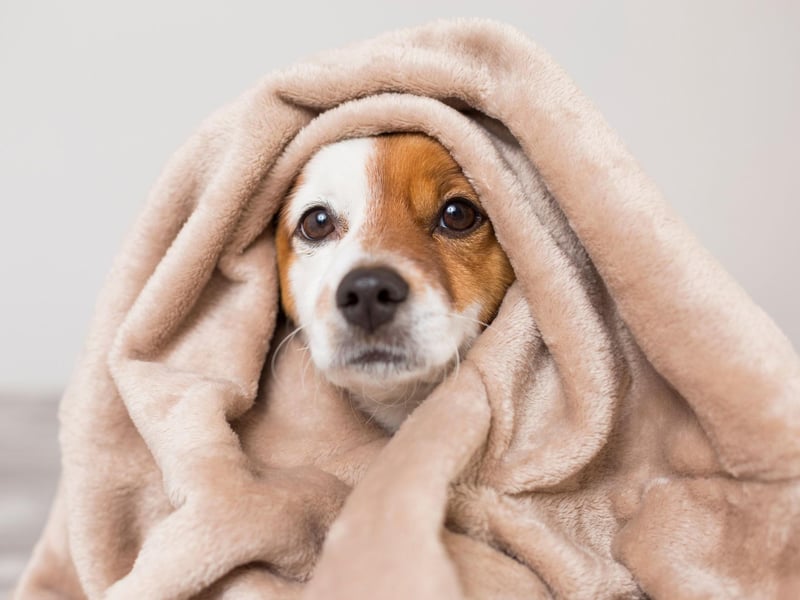 Avoid location tags on social media. This prevents thieves from knowing your address or where you regularly attend with your dog.