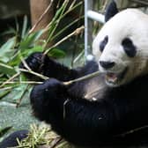 Male panda Yang Guang eats bamboo in his enclosure as he bulks up ahead of breeding season at Edinburgh Zoo. He will now return home with his companion Tian Tian. PIC: PA/Andrew Milligan.