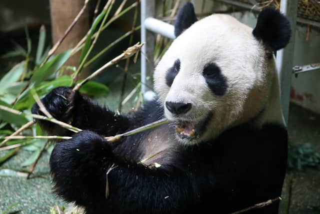 Male panda Yang Guang eats bamboo in his enclosure as he bulks up ahead of breeding season at Edinburgh Zoo. He will now return home with his companion Tian Tian. PIC: PA/Andrew Milligan.