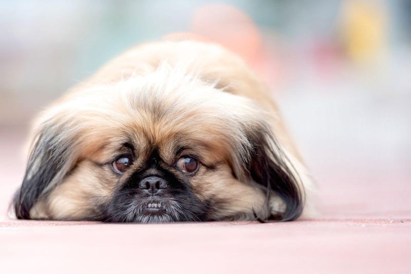 No floor space in the pub? No problem if you're bringing a Pekingese. These cute characters have been bred specifically to sit in your lap napping the day away as you chat to friends over a drink.