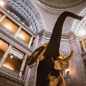 Step into the Smithsonian National Museum of Natural History without leaving home.