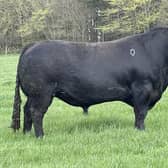 Four-year-old Loader, who weighs about 1,350 kilos, is the farm's most sought after bull (pic: Roxburgh Mains)