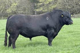 Four-year-old Loader, who weighs about 1,350 kilos, is the farm's most sought after bull (pic: Roxburgh Mains)