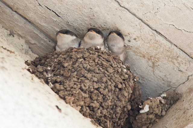 House Martins arived back in Scotland last month after overwintering in Africa and often build nests from mud in the eves of houses. If you are lucky enough to have a nest near your home then settle down with a drink at dusk and enjoy watching the delicate little birds swoop and soar as they hunt delicious flying bugs.