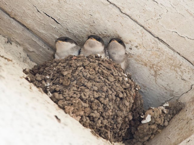 House Martins arived back in Scotland last month after overwintering in Africa and often build nests from mud in the eves of houses. If you are lucky enough to have a nest near your home then settle down with a drink at dusk and enjoy watching the delicate little birds swoop and soar as they hunt delicious flying bugs.