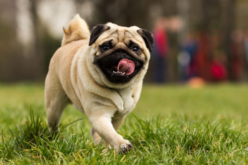 Another brachycephalic breed, the Pug actually quite likes splashing around in shallow water, but they can't cope with being out of their depth for long.