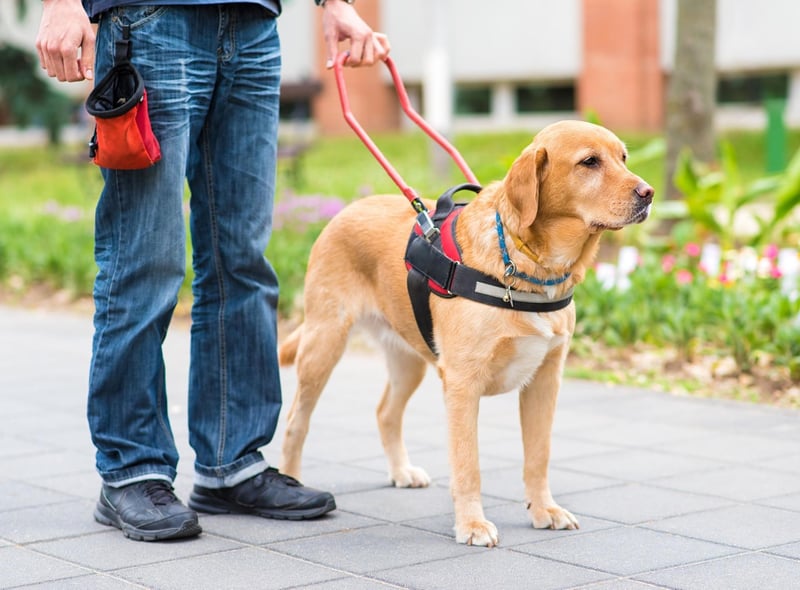 why do they only use labradors as guide dogs