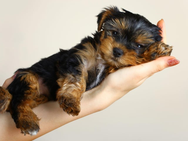 The tiny Yorkshire Terrier tends to live for between 14 to 17 years, significantly longer than their larger terrier cousins.