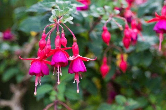 The exotic red and pink flowers of the fuchsia will brighten up the view from your window on the dullest day. Commonly used in hanging baskets, they also work well in window boxes.