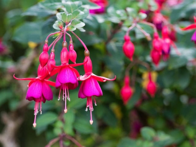 The exotic red and pink flowers of the fuchsia will brighten up the view from your window on the dullest day. Commonly used in hanging baskets, they also work well in window boxes.