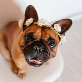 Needing inspiration to come up with a name for your new French Bulldog pup?