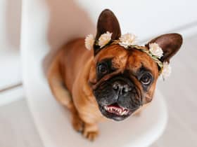 Needing inspiration to come up with a name for your new French Bulldog pup?