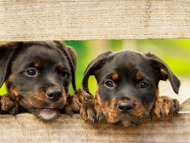 A mixture of obedience and keen instinct makes the Rottweiler the ninth most intelligent dog breed. They are also very adaptive and make great guard dogs.