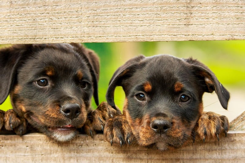 A mixture of obedience and keen instinct makes the Rottweiler the ninth most intelligent dog breed. They are also very adaptive and make great guard dogs.