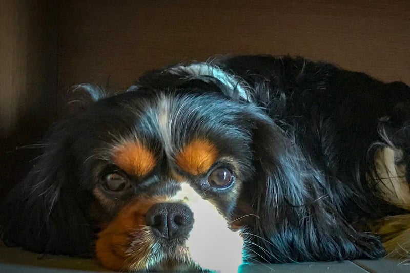 The diminutive Cavalier King Charles Spaniel requires a little more grooming than other breeds of small dog, but they are quiet, intelligent, easy to train, and never happier than when they are snuggled up in your lap.