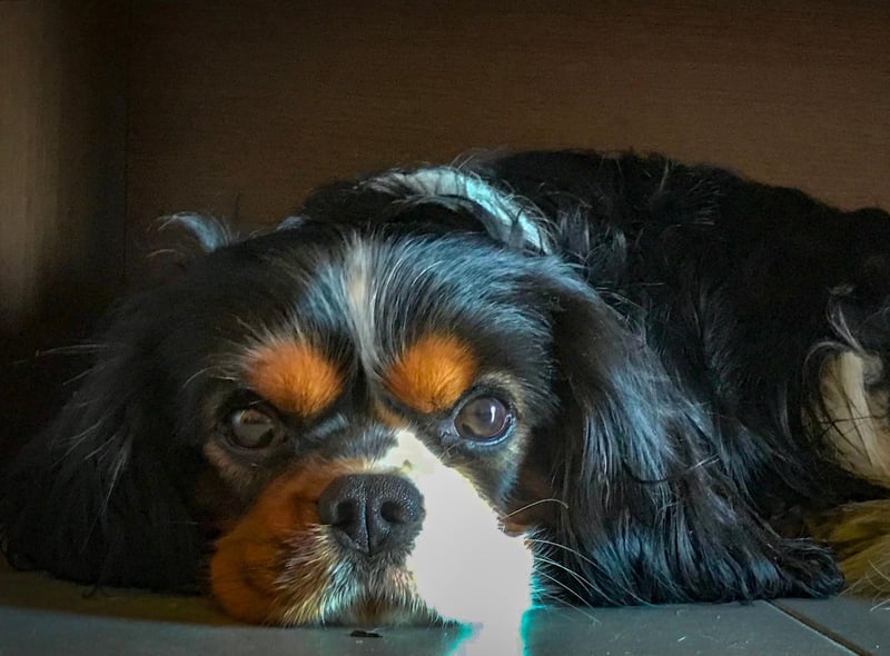 The diminutive Cavalier King Charles Spaniel requires a little more grooming than other breeds of small dog, but they are quiet, intelligent, easy to train, and never happier than when they are snuggled up in your lap.