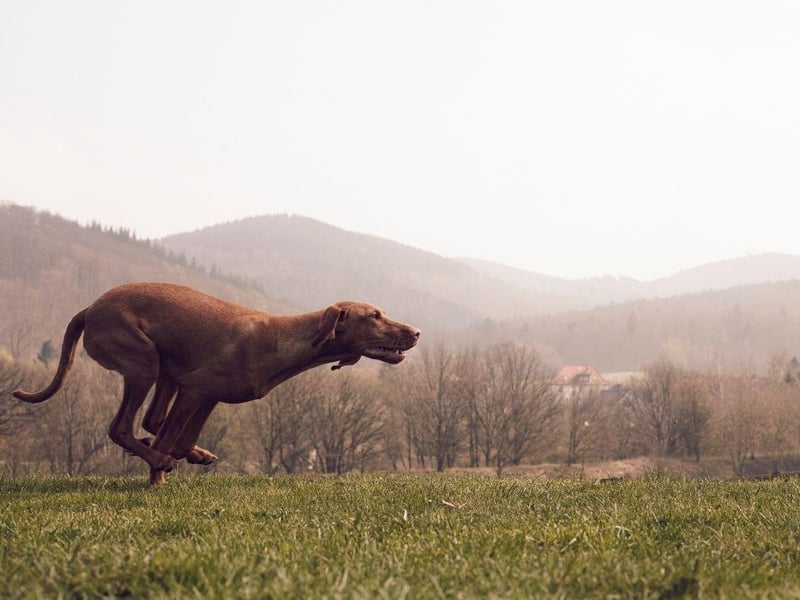 The other dog that can register up to 40mph on the canine speedometer is the Vizla. If this Hungarian breed doesn't get plenty of exercise it can become destructive