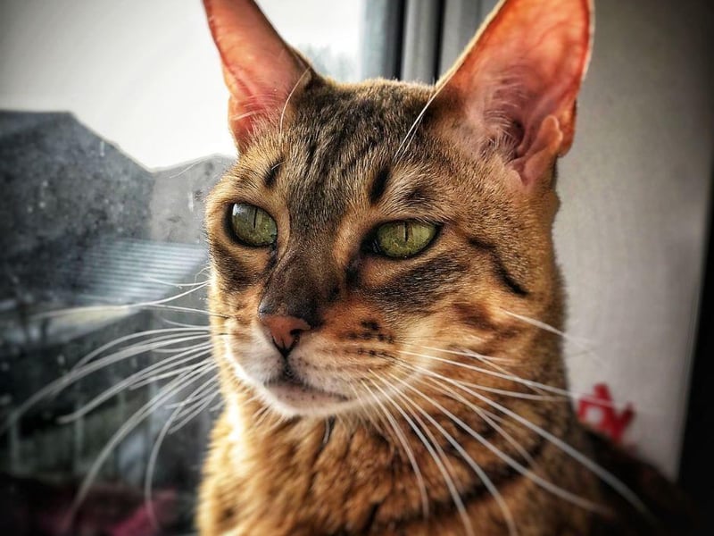 The gorgeous Savannah cat breed looks wild in nature due its stunning markings but is also extremely athletic and loves to run, play and interact.