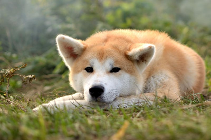 Originally from Japan, where they are venerated as family protectors, the Akita's extreme vigilance and distrust of strangers means they can be trusted to keep your safe. They are also playful and love human companionship.