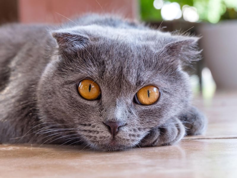 Taking seventh spot is the British Blue Shorthair, with its stunning grey-blue coat and bright orange eyes.