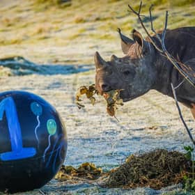Extremely rare baby rhino celebrates 1st birthday in adorable video