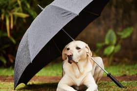 There's no problem walking a dog in the rain - but a few tips will make sure that they stay happy and healthy.