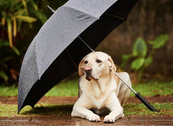 There's no problem walking a dog in the rain - but a few tips will make sure that they stay happy and healthy.