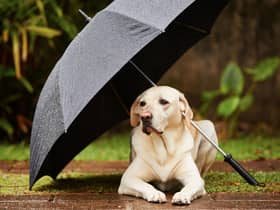 There's no problem walking a dog in the rain - but a few tips will make sure that they stay happy and healthy.