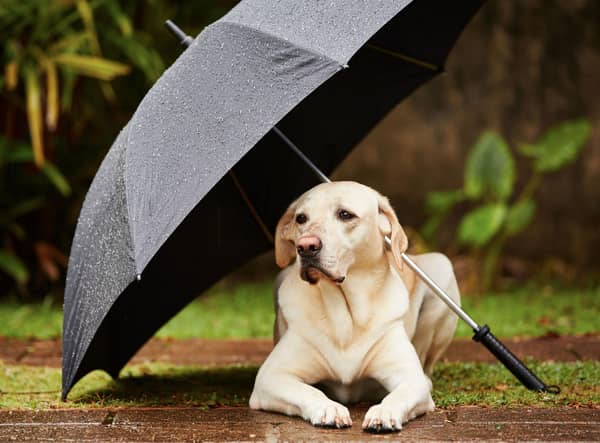 There's no problem walking a dog in the rain - but a few tips will make sure that they stay happy and healthy.