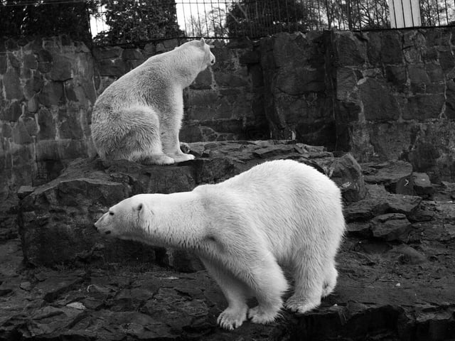 The zoo's famous polar bears - called Queenie and Jim - pictured in 1959.