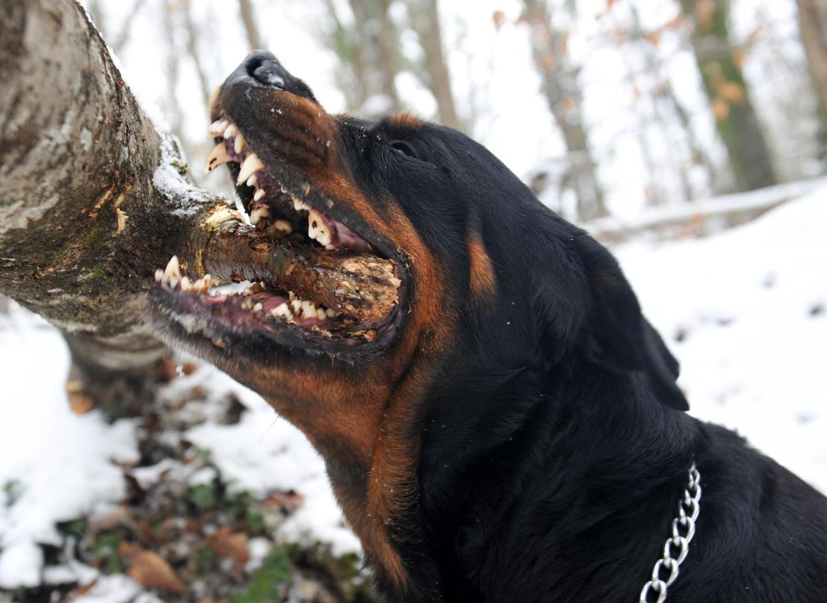 Dogs With Big Bites: These are the 11 breeds of adorable dog that have the strongest bite force - including the mighty Bulldog 🐶 | The Scotsman Dogs With Big Bites: These are the 11 breeds of adorable dog that have the strongest bite force - including the mighty Bulldog 🐶 | The Scotsman