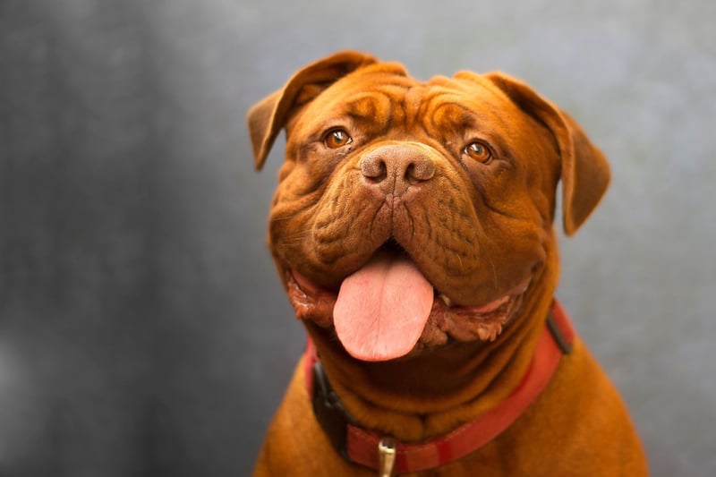 The Dogue de Bordeaux has a fearsome bite strength of 556 psi - although this breed is notoriously so lazy they are unlikely to often use it.